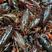 潜江3钱---泡头红虾通货，大量有货长期供应大小市场，