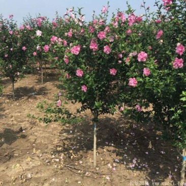 木槿，产地直销，量大从优，价格随行就市。