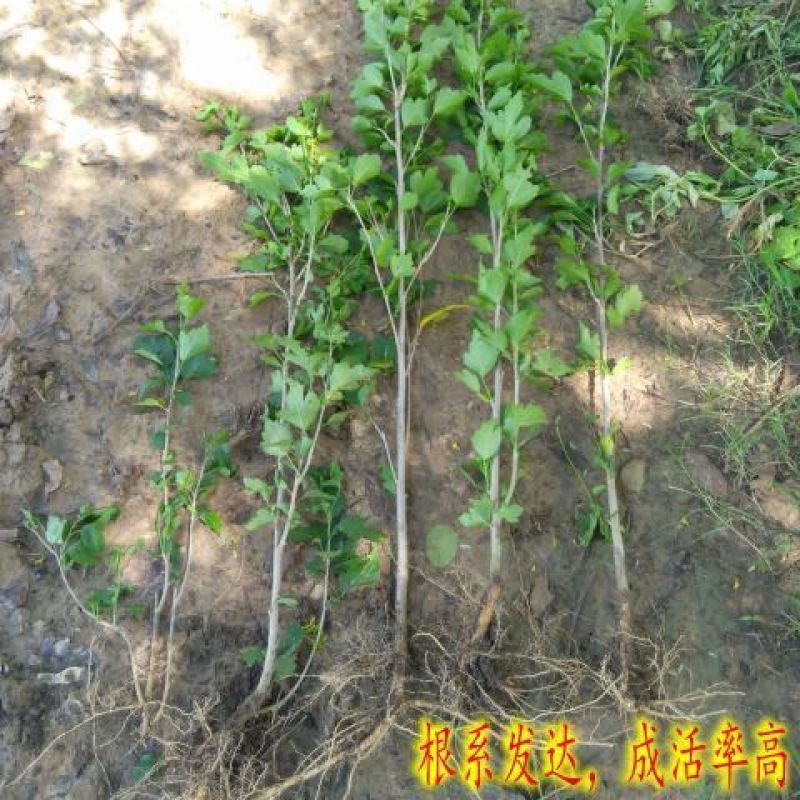 木槿，产地直销，量大从优，价格随行就市。