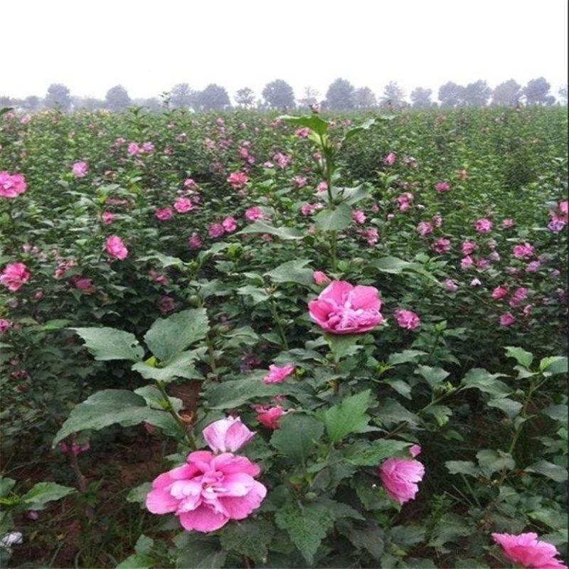 木槿，产地直销，量大从优，价格随行就市。