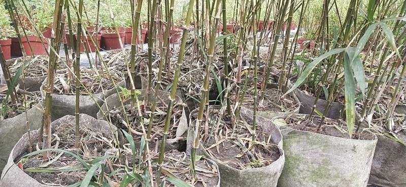 独杆紫寒竹盆苗日本黑竹绿植盆栽基地实拍一棵包邮