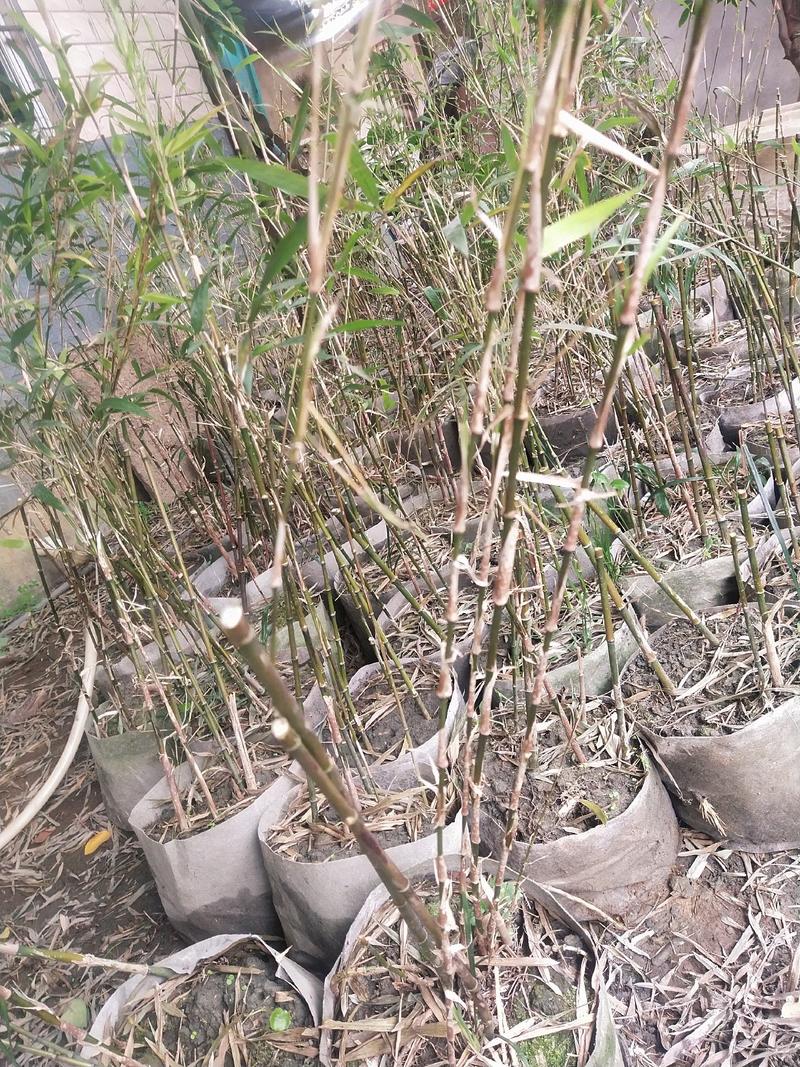 独杆紫寒竹盆苗日本黑竹绿植盆栽基地实拍一棵包邮