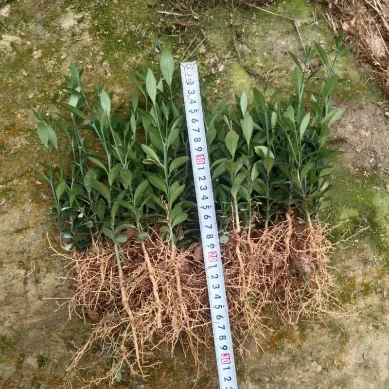 金豆金豆苗绿植盆栽种植