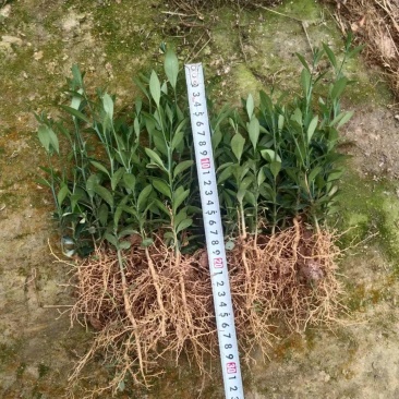 金豆金豆苗绿植盆栽种植