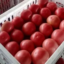 精品大棚硬粉西红柿全国各地直发，硬度好，果形圆，货美价廉