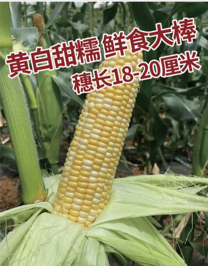 甜玉米种金辉甜505玉米种子大棒金甜13早熟水果玉米种籽