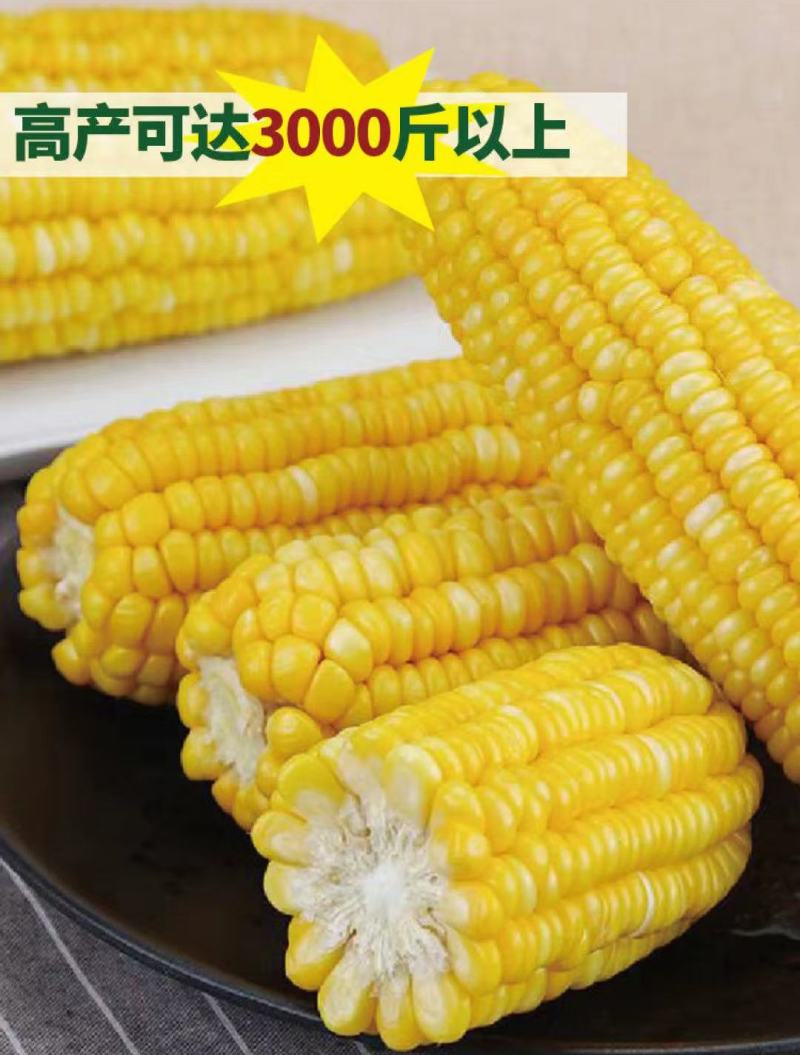 甜玉米种金辉甜505玉米种子大棒金甜13早熟水果玉米种籽