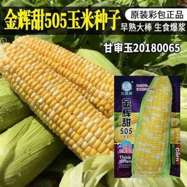 甜玉米种金辉甜505玉米种子大棒金甜13早熟水果玉米种籽