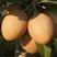 新品种人心果苗南北方种植四季结果大果型人心果带土带叶发货