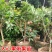新品种人心果苗南北方种植四季结果大果型人心果带土带叶发货