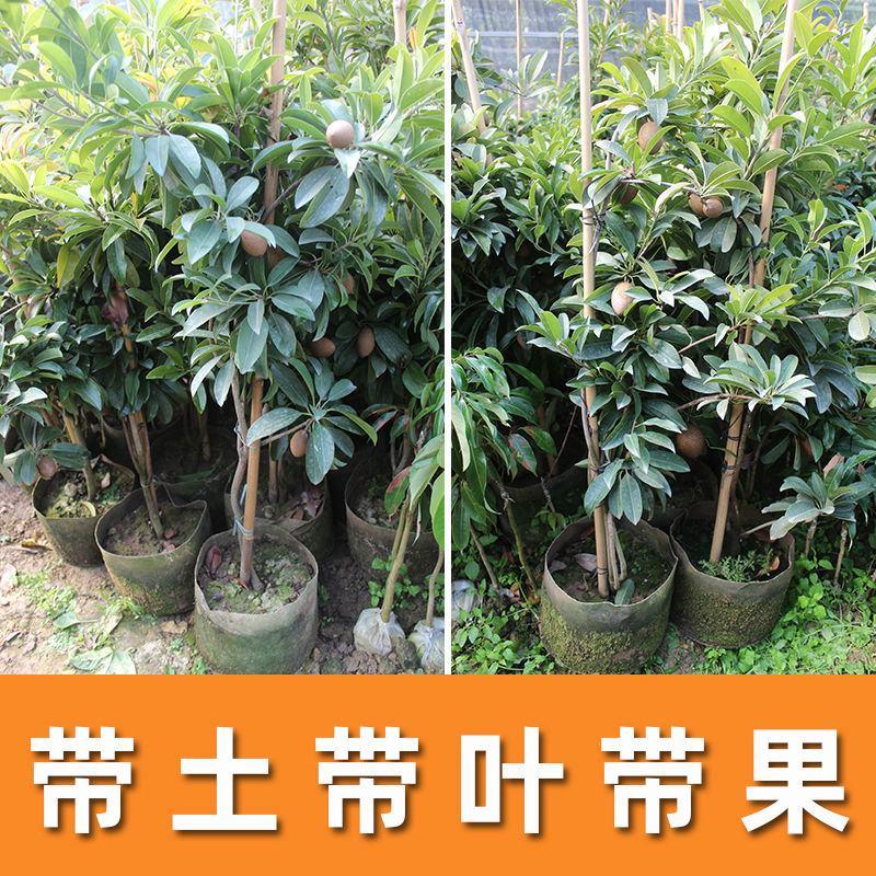 新品种人心果苗南北方种植四季结果大果型人心果带土带叶发货