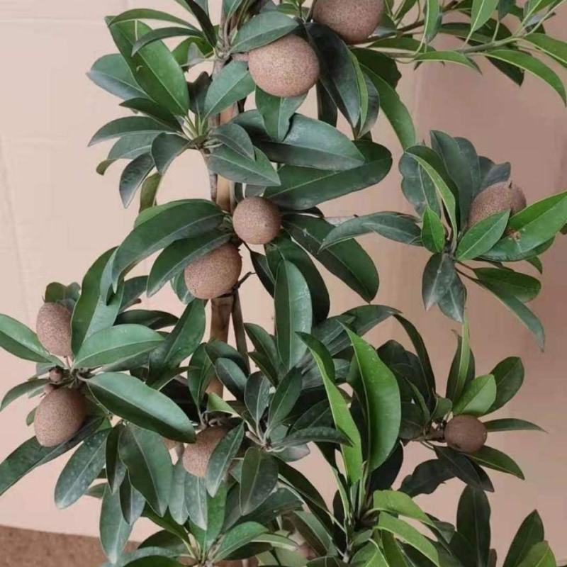 新品种人心果苗南北方种植四季结果大果型人心果带土带叶发货