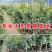 新品种人心果苗南北方种植四季结果大果型人心果带土带叶发货