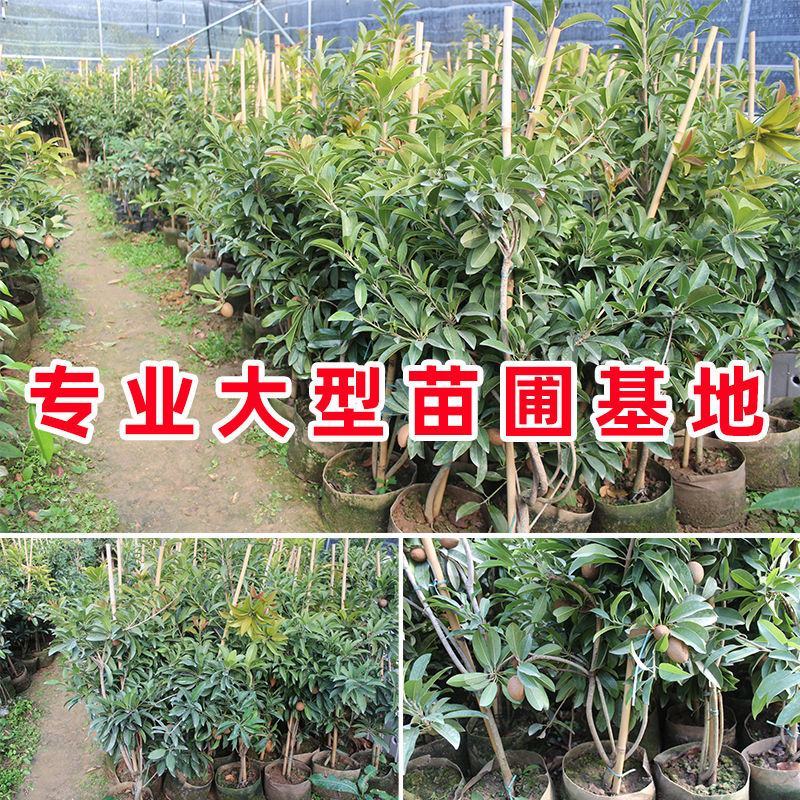 新品种人心果苗南北方种植四季结果大果型人心果带土带叶发货