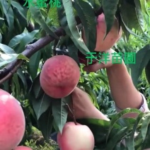 水蜜桃