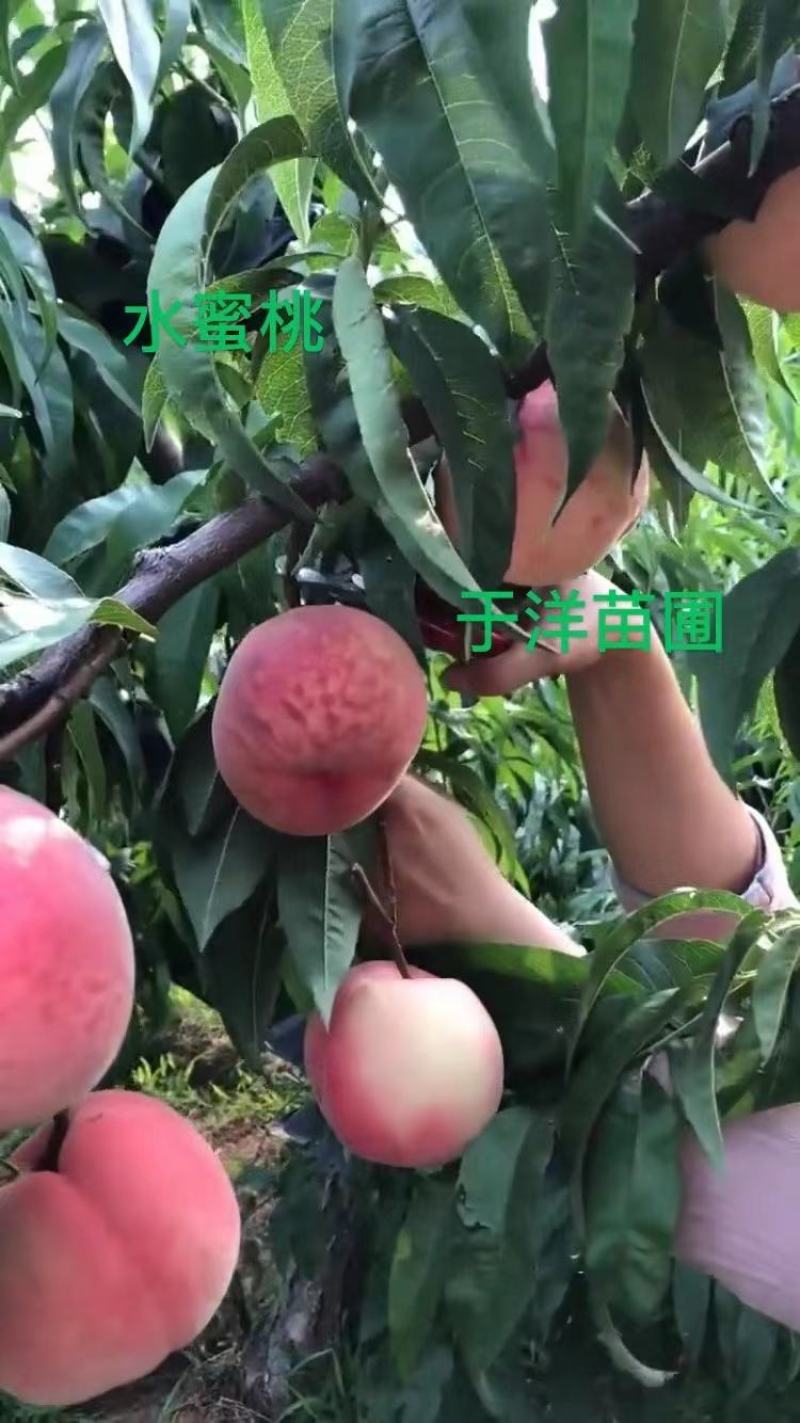水蜜桃