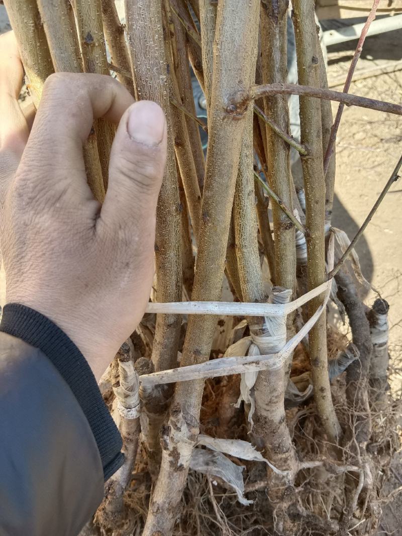 水蜜桃