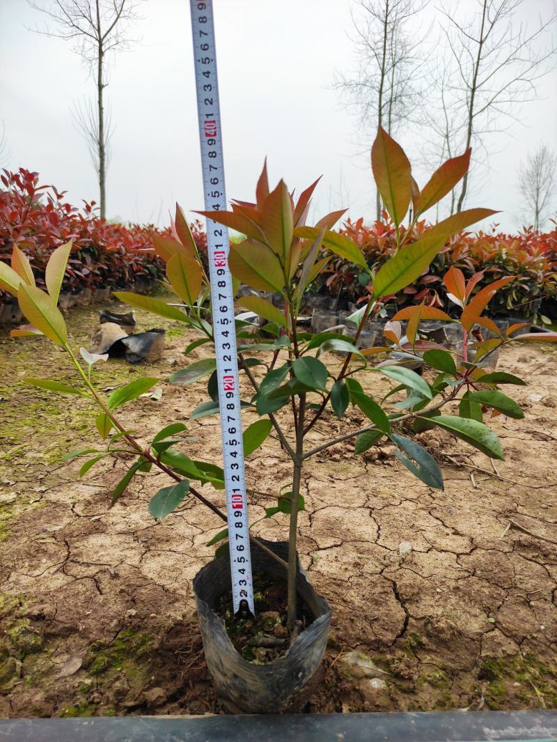 红叶石楠高度35-40左右，冠幅很好，只做诚信的苗木