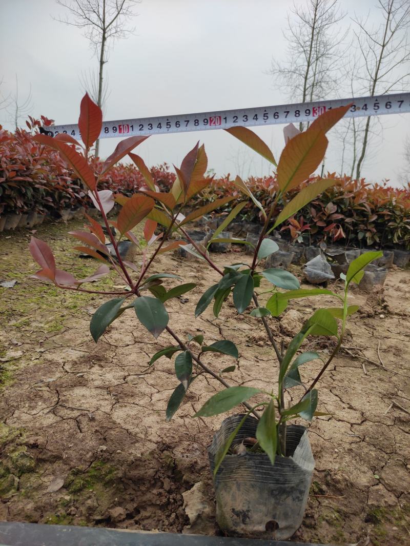 红叶石楠高度35-40左右，冠幅很好，只做诚信的苗木