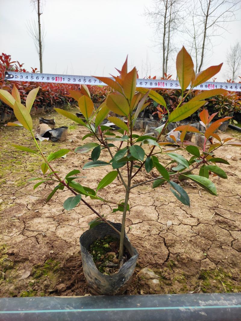 红叶石楠高度35-40左右，冠幅很好，只做诚信的苗木
