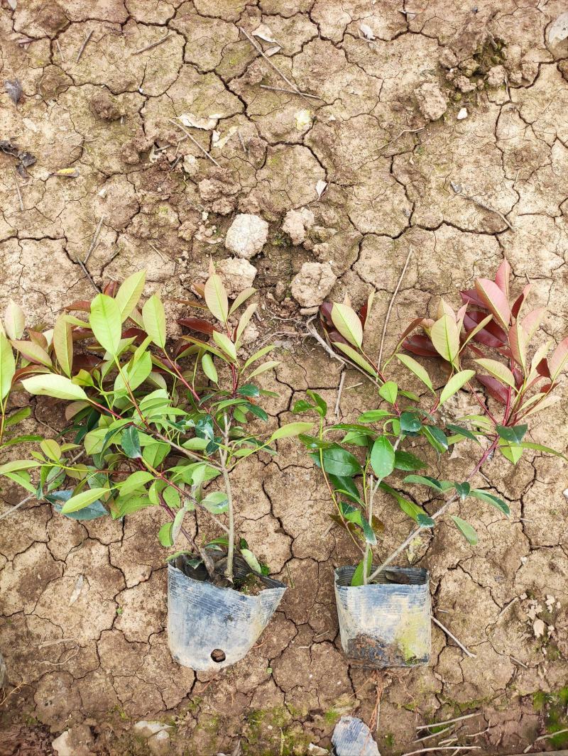 红叶石楠高度35-40左右，冠幅很好，只做诚信的苗木