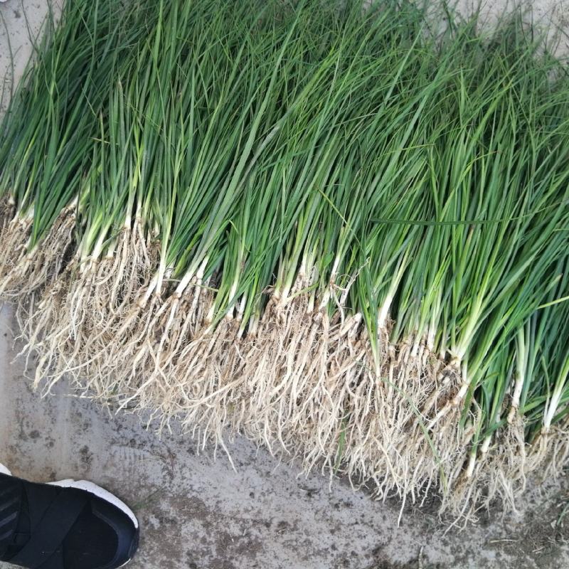 优质知母苗耐旱易管理品种需要的看过来一手货源
