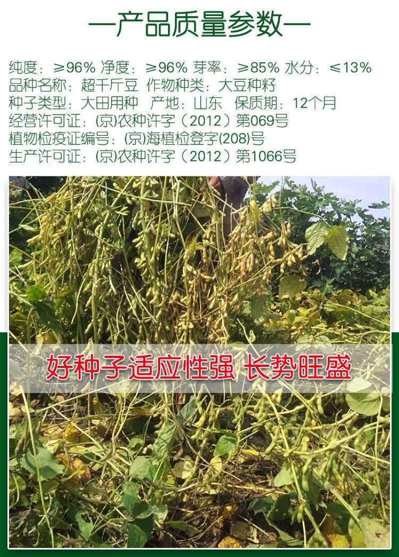 高产黄豆种子早熟高产黄豆种子农家自种大豆种籽特大高产早熟