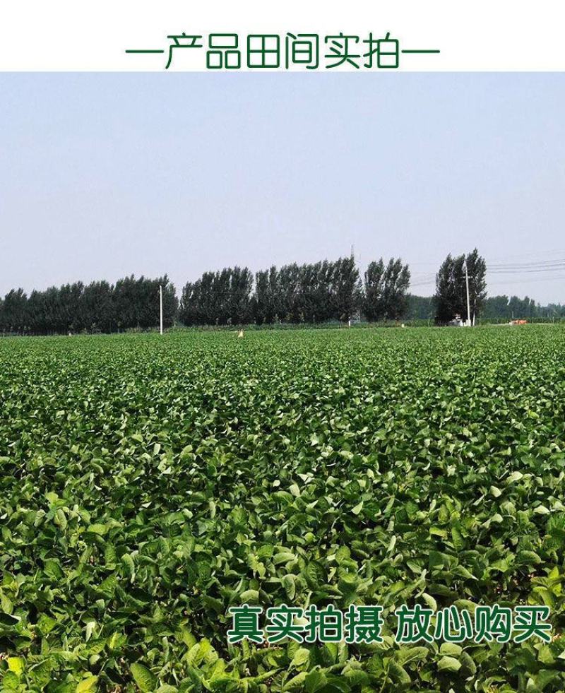 高产黄豆种子早熟高产黄豆种子农家自种大豆种籽特大高产早熟