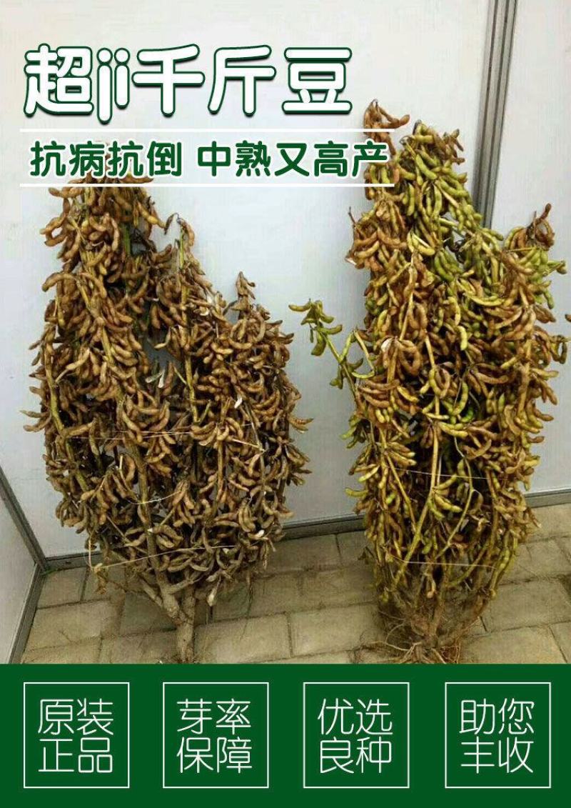 高产黄豆种子早熟高产黄豆种子农家自种大豆种籽特大高产早熟