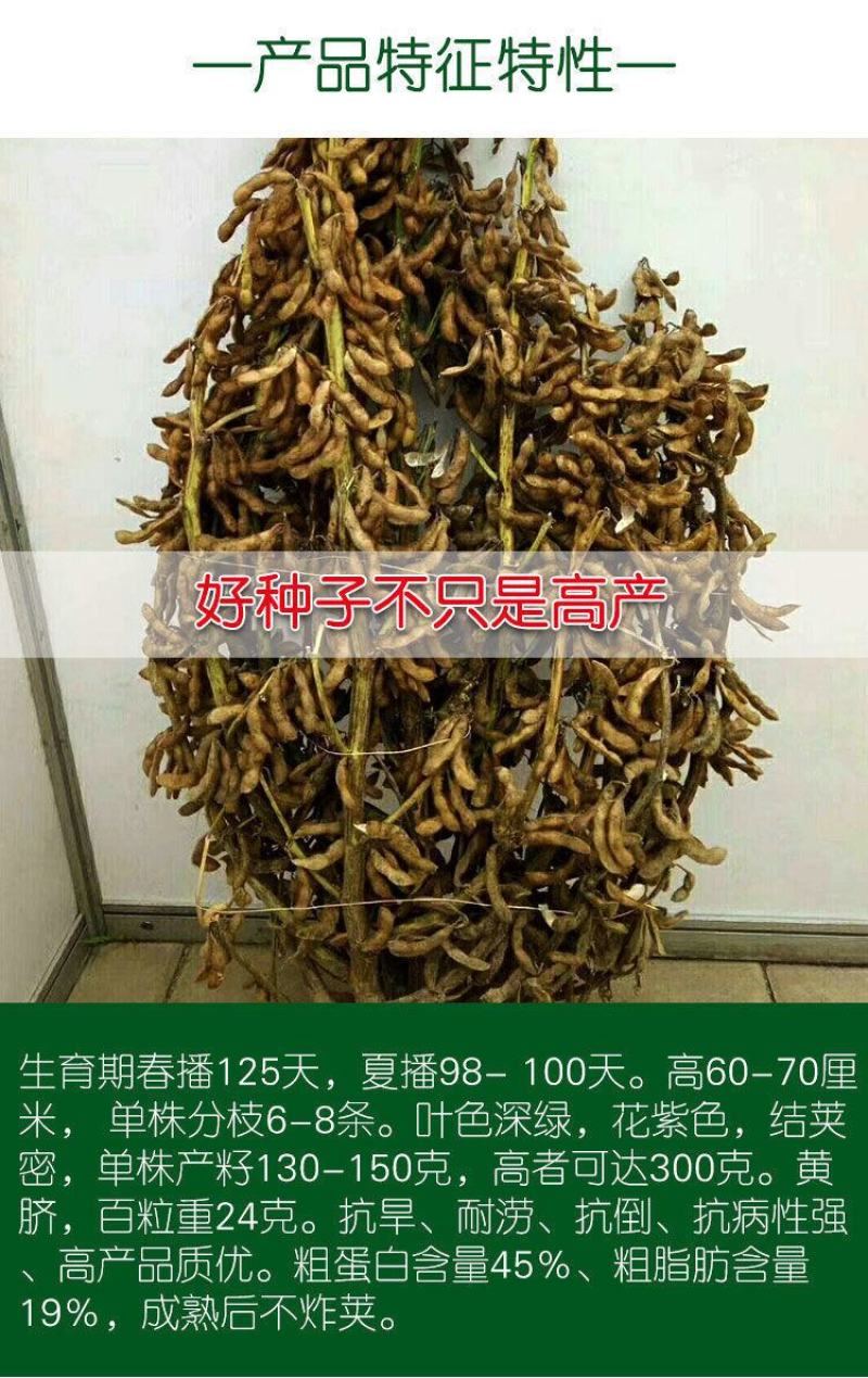 高产黄豆种子早熟高产黄豆种子农家自种大豆种籽特大高产早熟