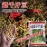 高产黄豆种子早熟高产黄豆种子农家自种大豆种籽特大高产早熟
