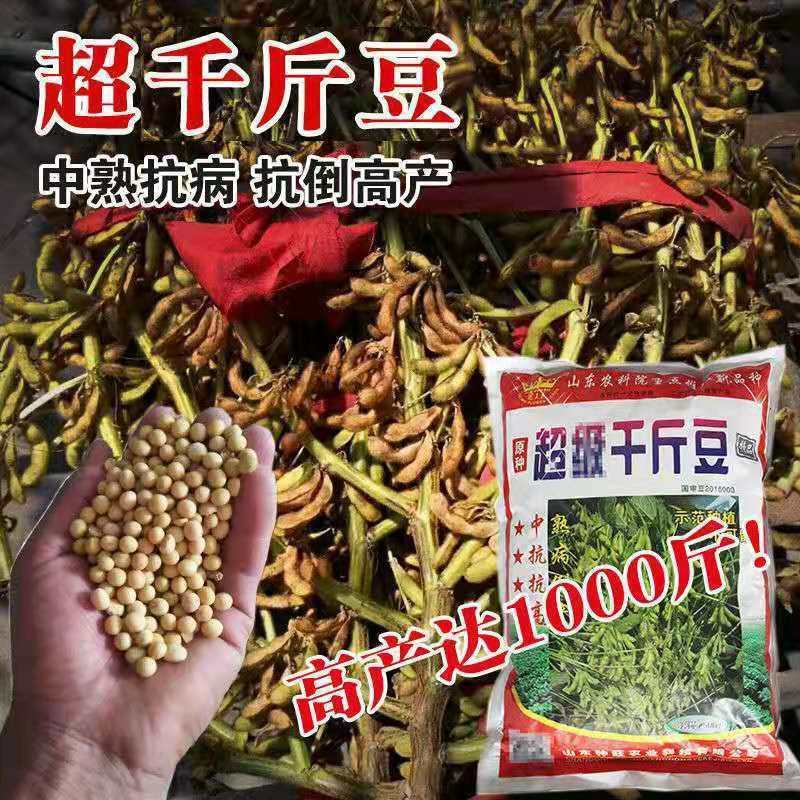高产黄豆种子早熟高产黄豆种子农家自种大豆种籽特大高产早熟