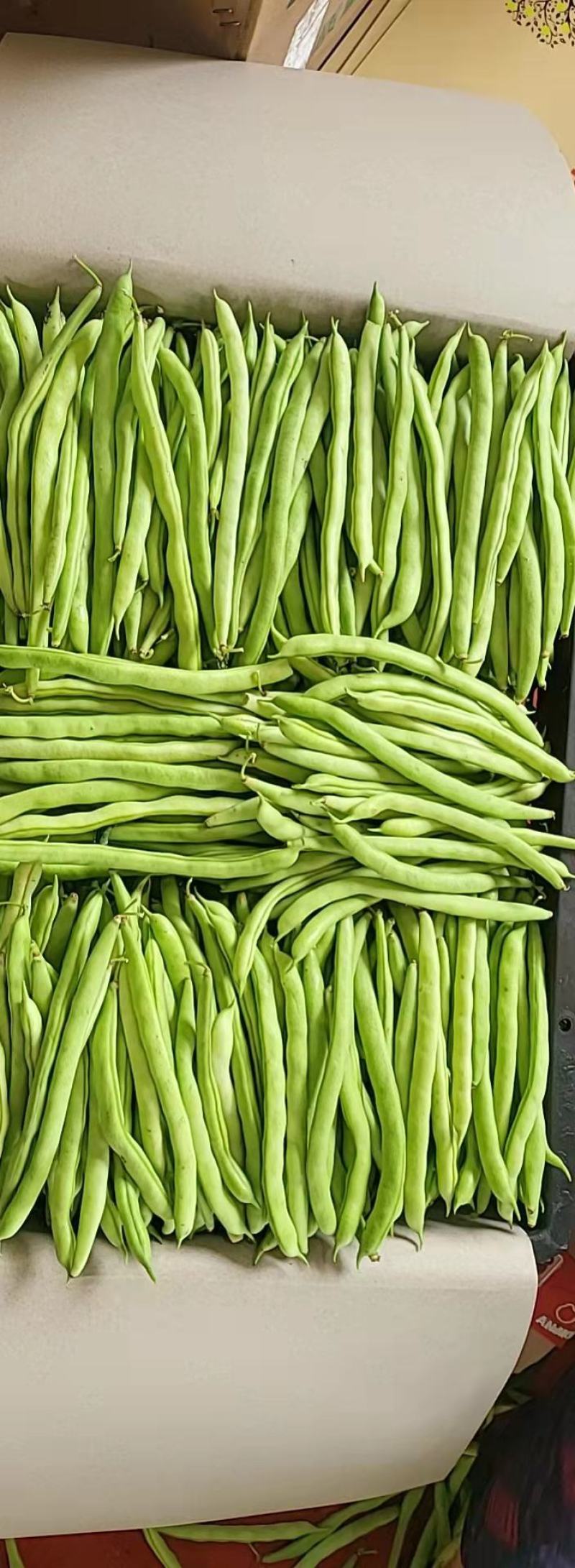 福建漳州新鲜四季豆芸豆现摘豆角应季蔬菜鲜嫩芸豆扁豆