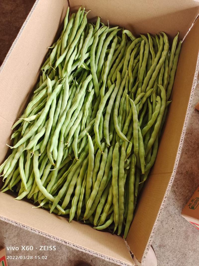 福建漳州新鲜四季豆芸豆现摘豆角应季蔬菜鲜嫩芸豆扁豆