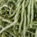 福建漳州新鲜四季豆芸豆现摘豆角应季蔬菜鲜嫩芸豆扁豆