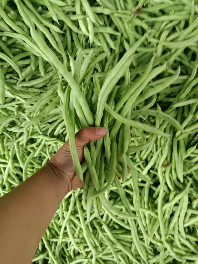 福建漳州新鲜四季豆芸豆现摘豆角应季蔬菜鲜嫩芸豆扁豆
