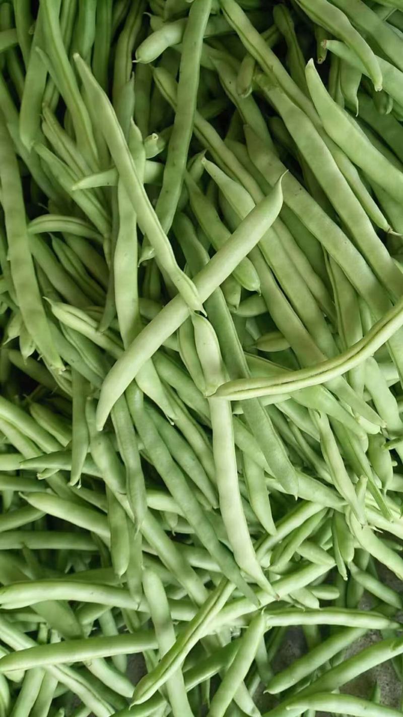 福建漳州新鲜四季豆芸豆现摘豆角应季蔬菜鲜嫩芸豆扁豆