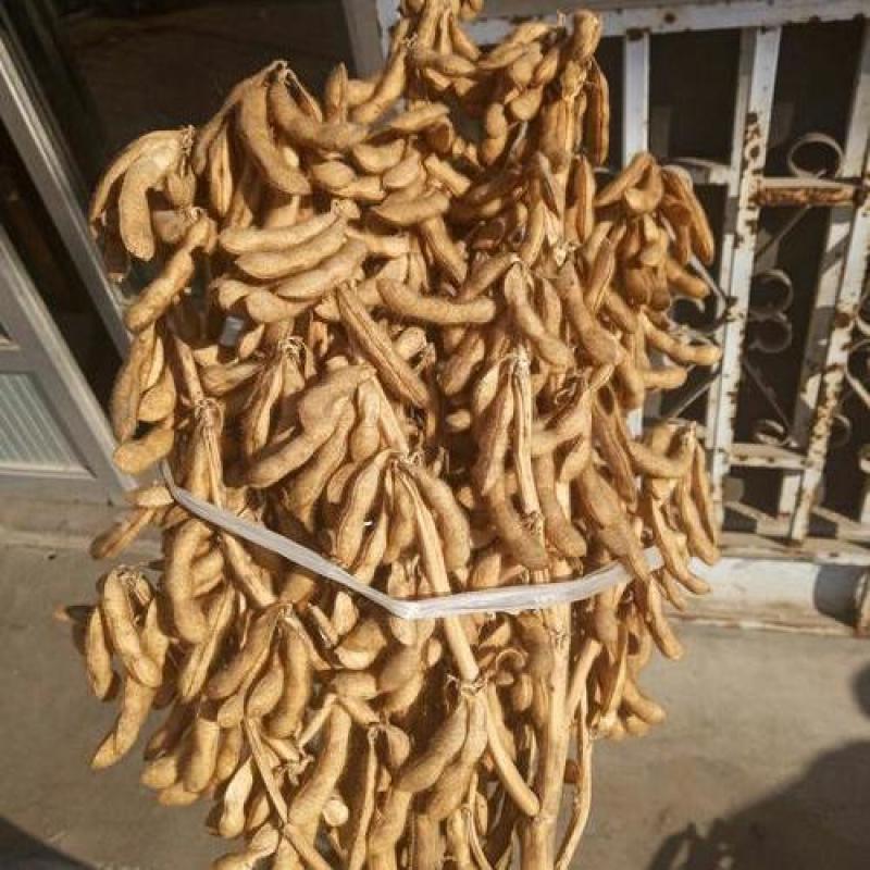 高产黄豆种子早熟高产黄豆种子农家自种大豆种籽特大高产早熟