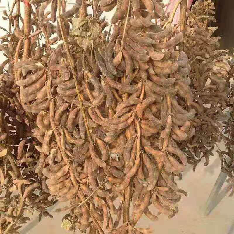高产黄豆种子早熟高产黄豆种子农家自种大豆种籽特大高产早熟