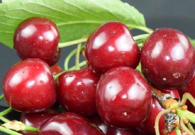 2022年山东大樱桃上市，诚信经营，恭候各位大佬下单