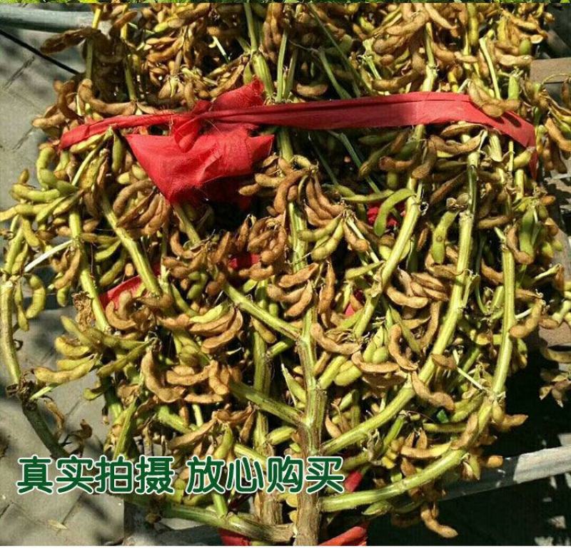 黄豆种子高产大豆种子中黄1357噗豆洛豆精选豆种亩产千