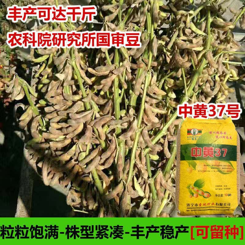 黄豆种子高产大豆种子中黄1357噗豆洛豆精选豆种亩产千