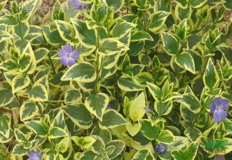 常春藤常青藤常青藤杯苗常青藤地苗20一100公分爬藤植物