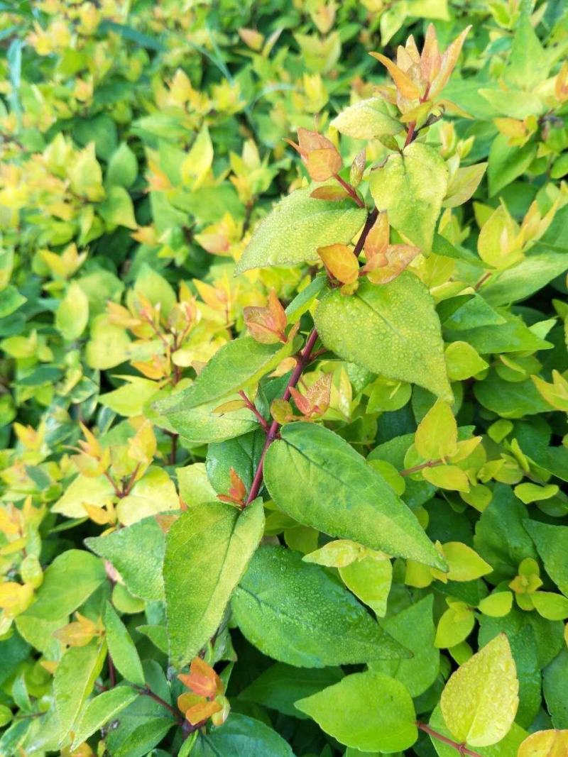 常春藤常青藤常青藤杯苗常青藤地苗20一100公分爬藤植物