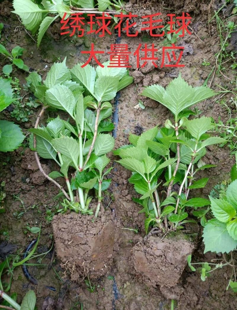 常春藤常青藤常青藤杯苗常青藤地苗20一100公分爬藤植物