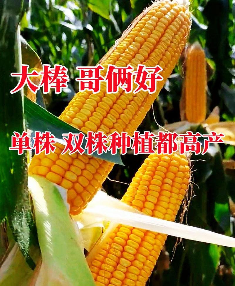 国审高产玉米种子郑单958批发大全大棒白轴抗倒抗旱矮杆苞