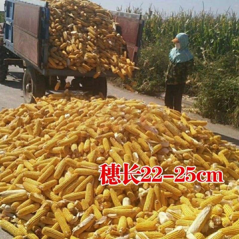 国审高产玉米种子郑单958批发大全大棒白轴抗倒抗旱矮杆苞