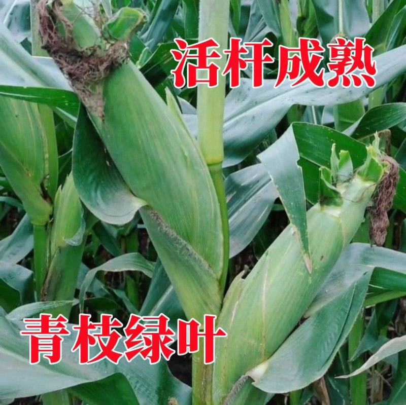 国审高产玉米种子郑单958批发大全大棒白轴抗倒抗旱矮杆苞