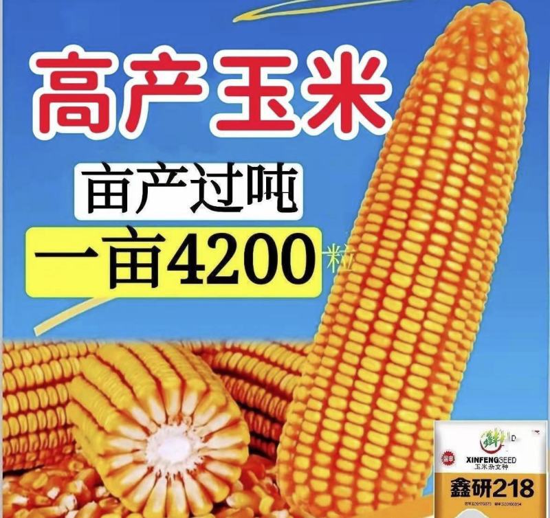 国审高产玉米种子郑单958批发大全大棒白轴抗倒抗旱矮杆苞