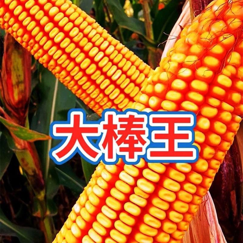 国审高产玉米种子郑单958批发大全大棒白轴抗倒抗旱矮杆苞